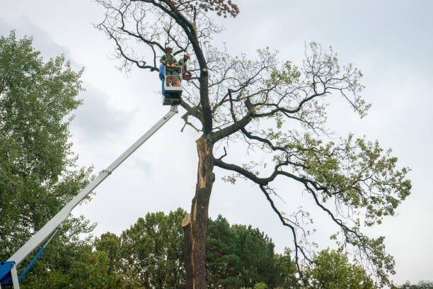 Best Hazardous Tree Removal  in Onancock, VA